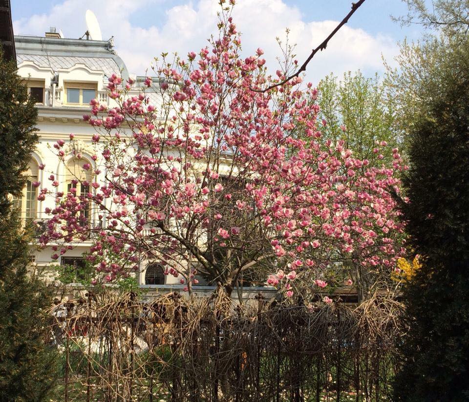 magnolie parcul ioanid