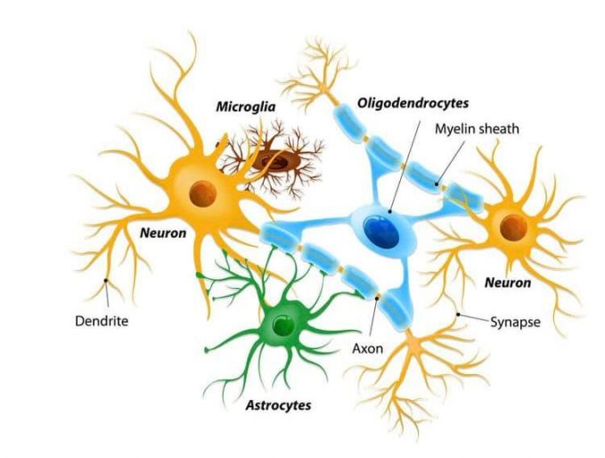 Știai că neuronul nu poate face cancer?