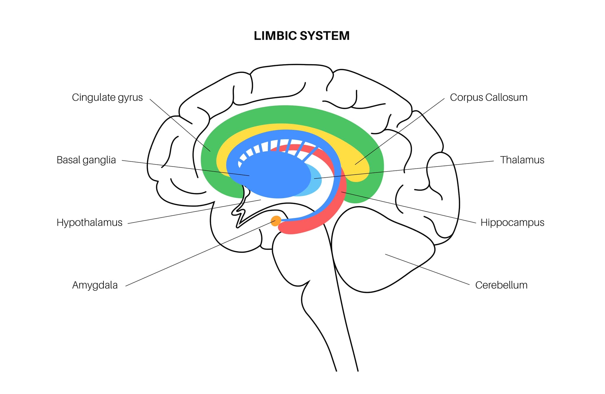 Amigdala din creier și pericolele din jur